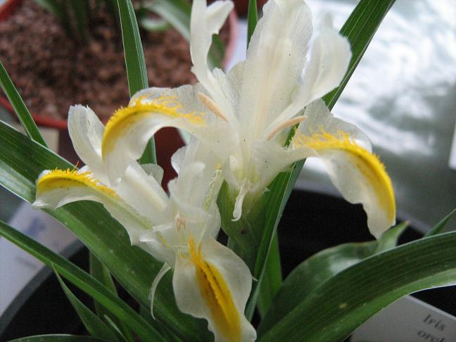 Iris orchioides 