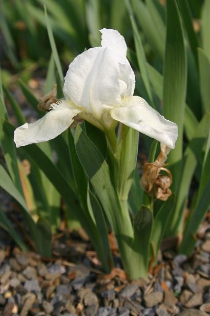 Iris pallida 'Moonlight' 
