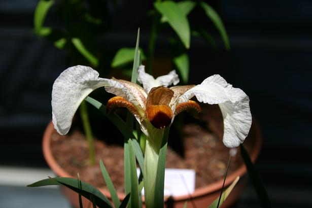 Iris paradoxa mirabilis 
