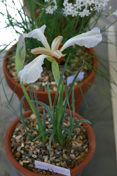 Iris paradoxa mirabilis 
