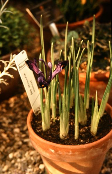 Iris reticulata 'Hercules' 