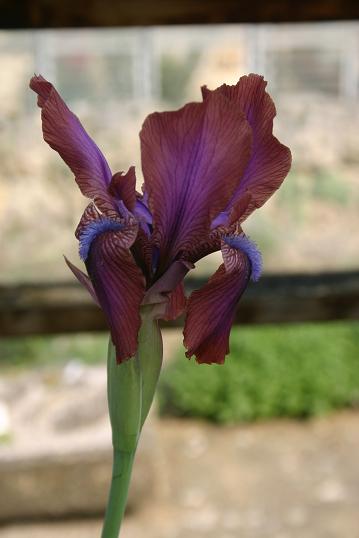 Iris 'Vera' 