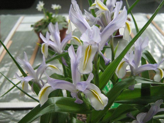 Iris vicaria 