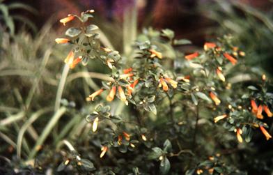 Jacobinia pauciflora 