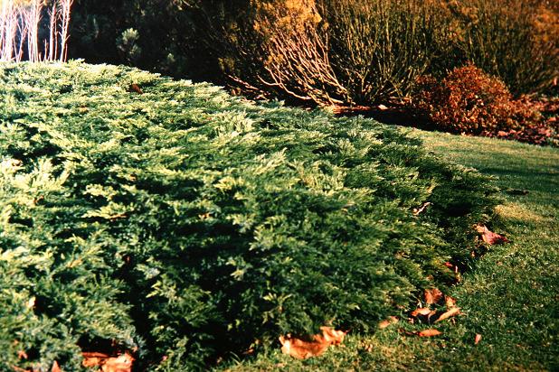 Juniperus sabina 'Tamariscifolia' 