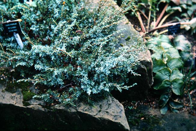 Juniperus 'Silver Lining' 