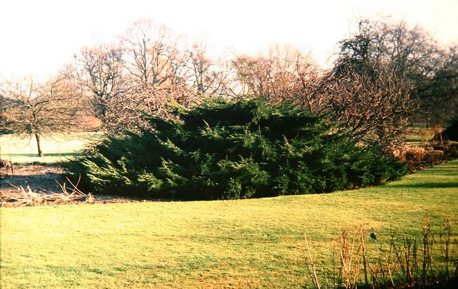 Juniperus x pfitzeriana 'Wilhelm Pfitzer' 