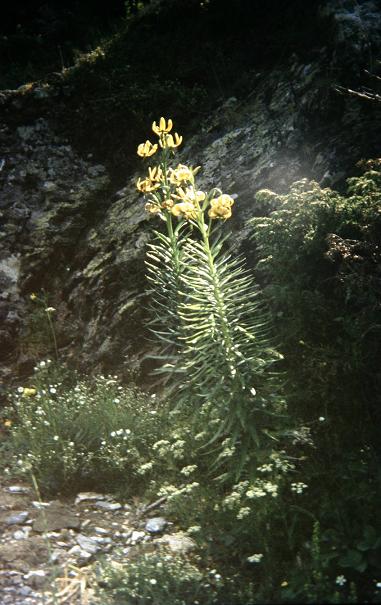 Lilium pyrenaicum 