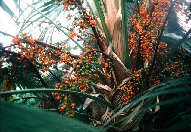 Livistonia rotundifolia 
