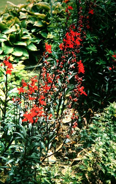 Lobelia cardinalis 'Bees Flame' 