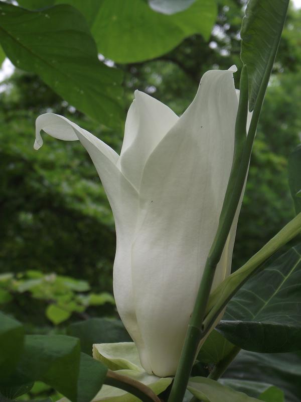 Magnolia macrophylla 
