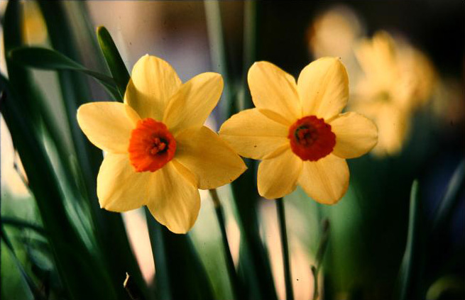 Narcissus 'Birma' 