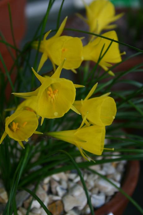 Narcissus bulbocodium 'Atlas Form' 