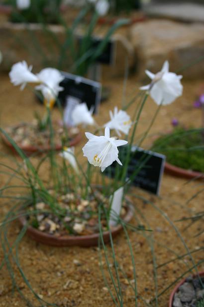 Narcissus cantabricus var monophyllus 