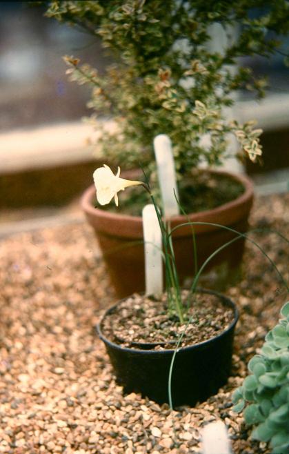 Narcissus cantabricus 'Nylon' 