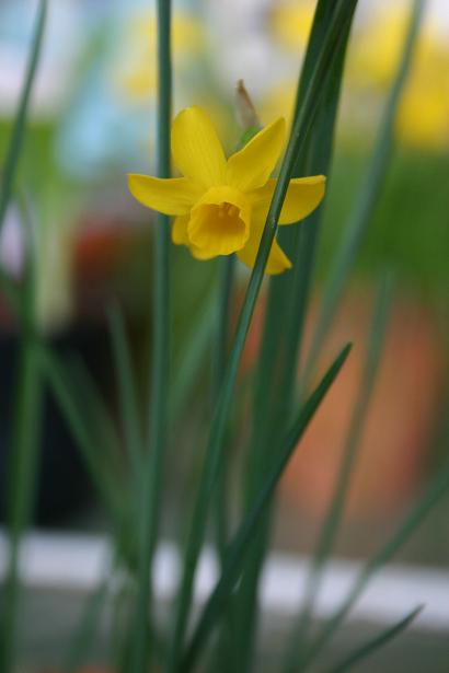 Narcissus cuatracassassii segimonensis 