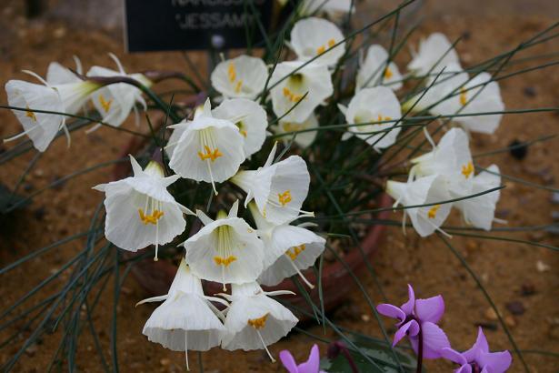 Narcissus 'Jessamy' 