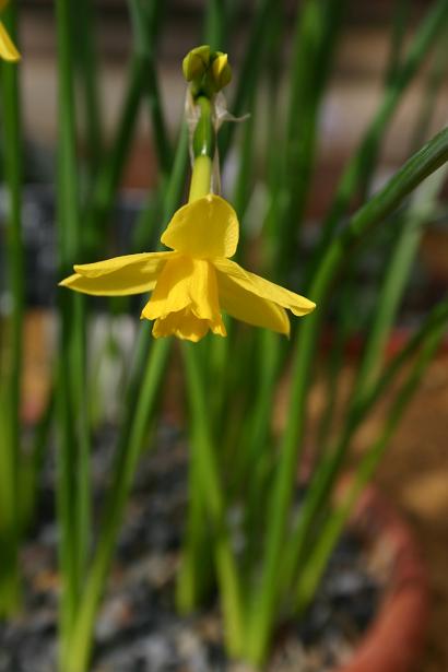 Narcissus jonquilla var minor 