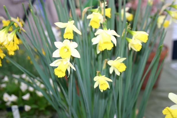 Narcissus nevadensis 