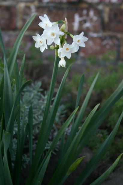 Narcissus papyraceus 