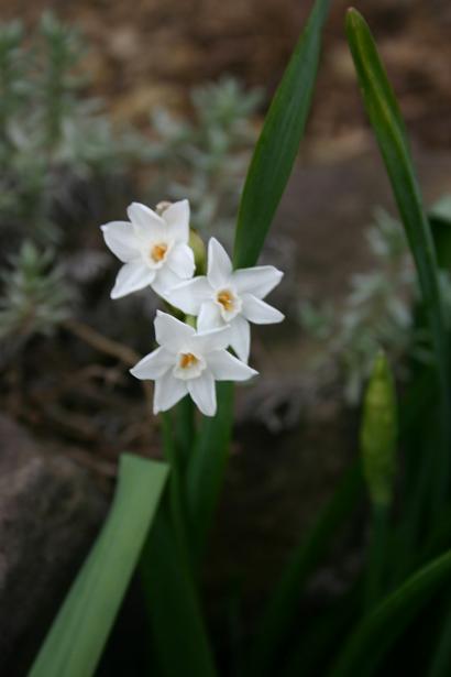 Narcissus papyraceus 