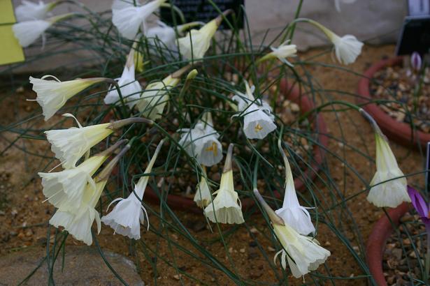 Narcissus romieuxii ssp. albidus var. zaianicus f. lutescens 