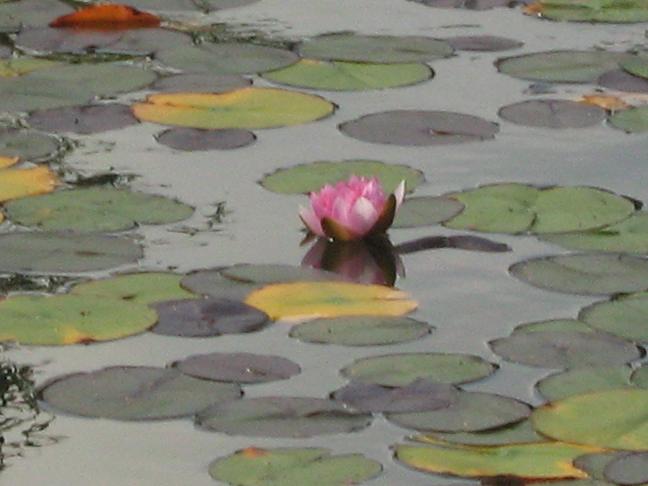 Nymphaea 'Attraction' 