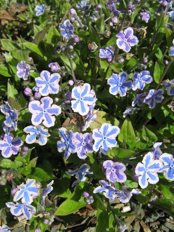 Omphalodes cappadocica 'Starry Eyes' 