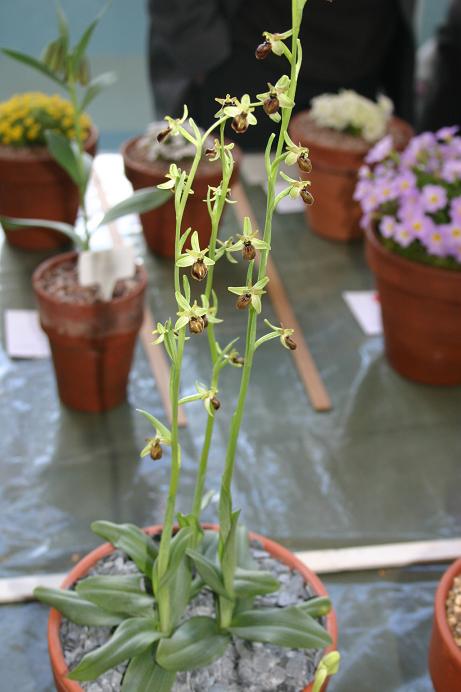 Ophrys cretica 