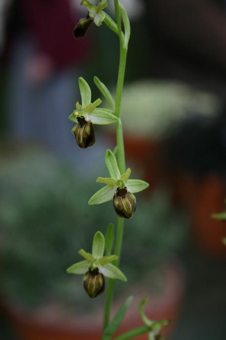 Ophrys cretica 