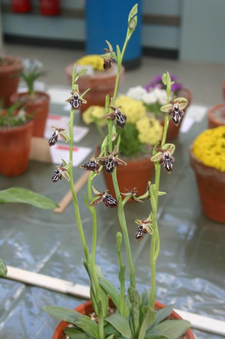 Ophrys cretica var ariadne 