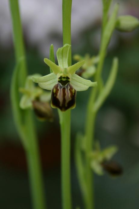 Ophrys gortynia 