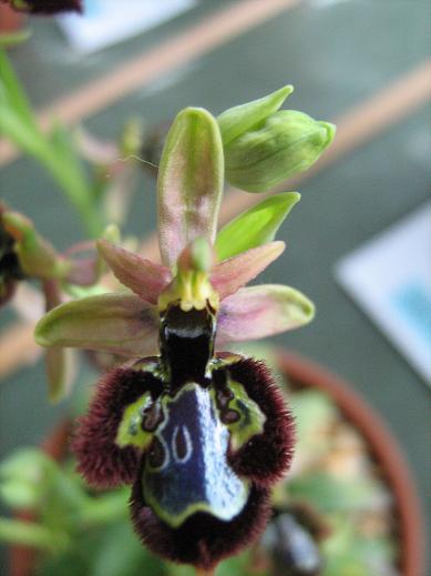 Ophrys x emmae 