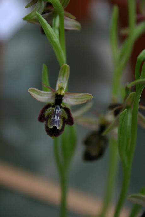 Ophrys x emmae 
