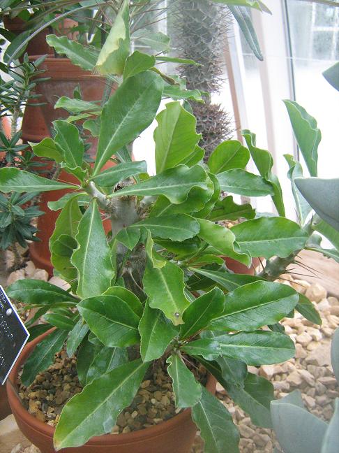 Pachypodium lealii ssp saundersii 