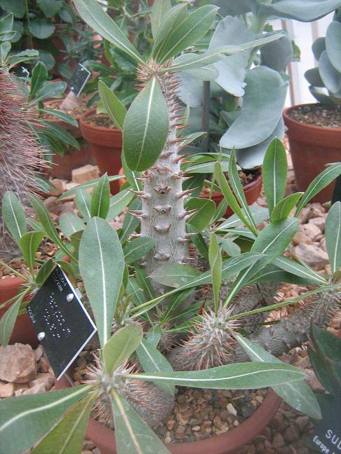 Pachypodium rosulatum 