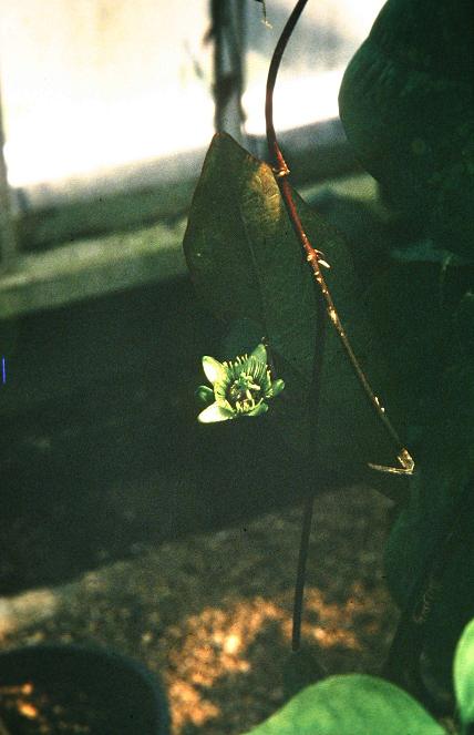 Passiflora coriacea 