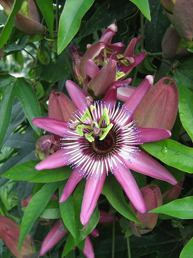 Passiflora x violacea 