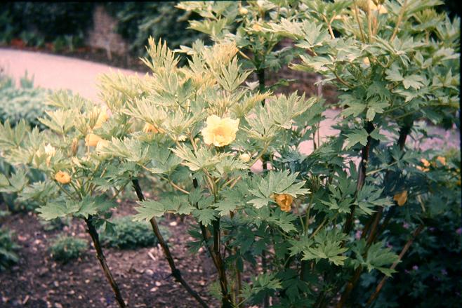 Paeonia delavayi var. delavayi f. lutea 