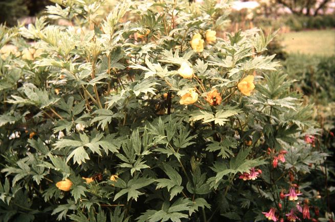 Paeonia ludlowii 