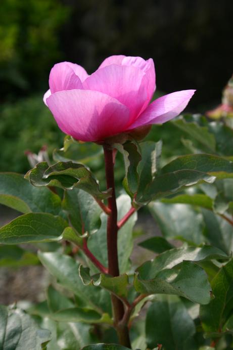 Paeonia mascula russoi 