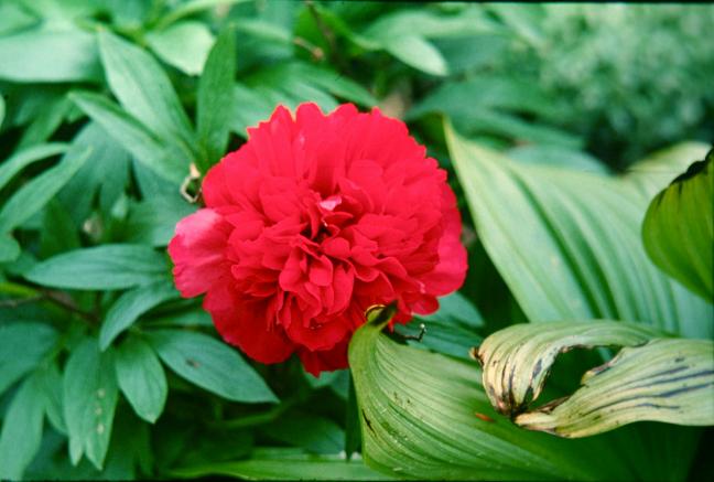 Paeonia officinalis 'Rubra Plena' 