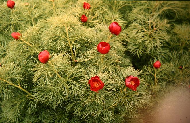 Paeonia tenuifolia 