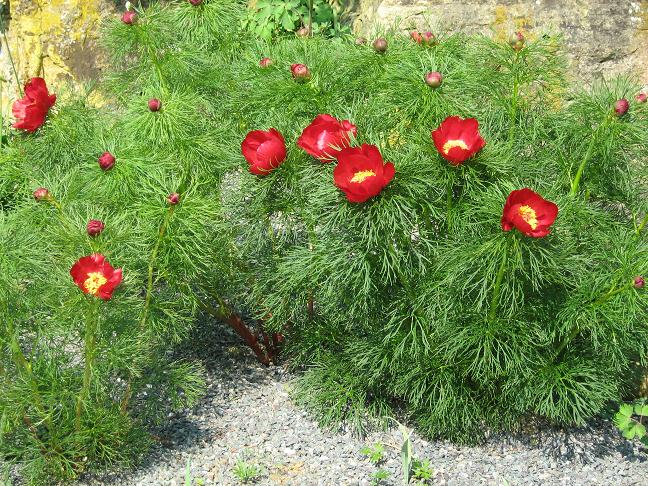 Paeonia tenuifolia 