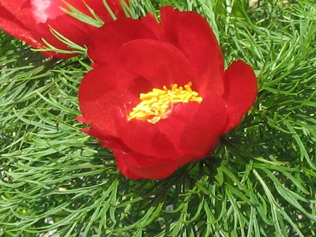 Paeonia tenuifolia 