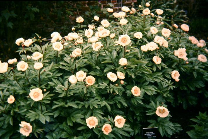 Paeonia woodwardii 'Alba' 