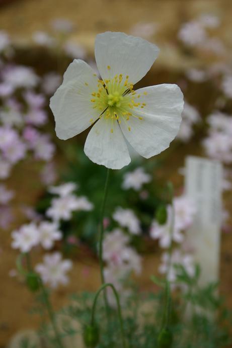 Papaver burseri 