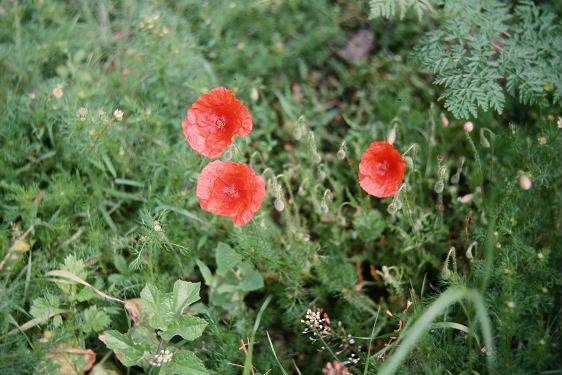 Papaver dubium 