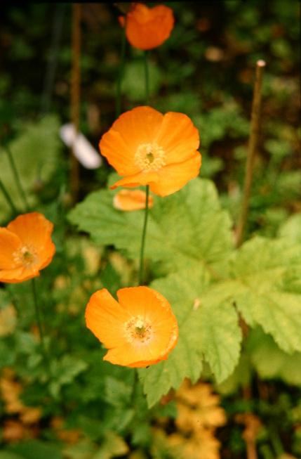 Papaver nudicaule 