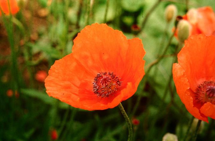 Papaver orientale 